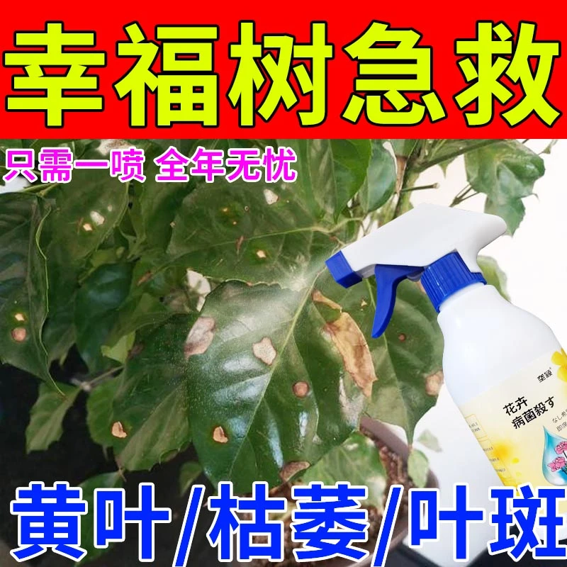 幸福树黑斑病叶斑黑斑白粉病炭疽病黄叶枯叶落叶病害专用杀菌剂