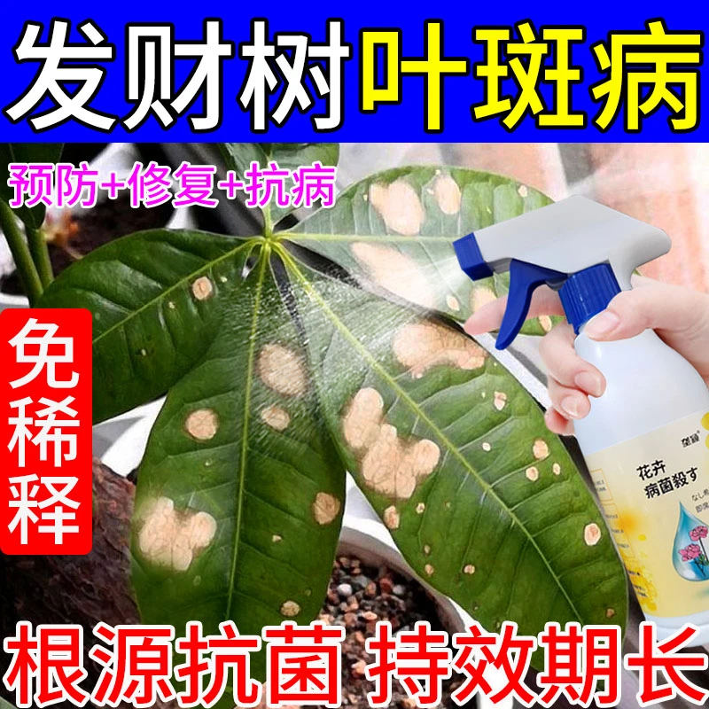 发财树黄叶病专用药叶斑病叶子发黄掉叶急救杀菌剂专用肥料
