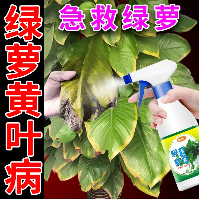 绿萝黄叶专用肥防叶子发黄枯叶黑斑烂根营养液增绿增花肥料一喷绿