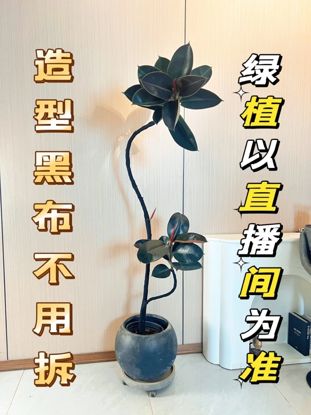 黑金刚养活橡皮树直立美化适合家居办公室室内绿植新手高颜值造型