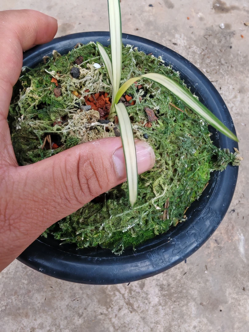 绿兰品种，瓷白中透艺！