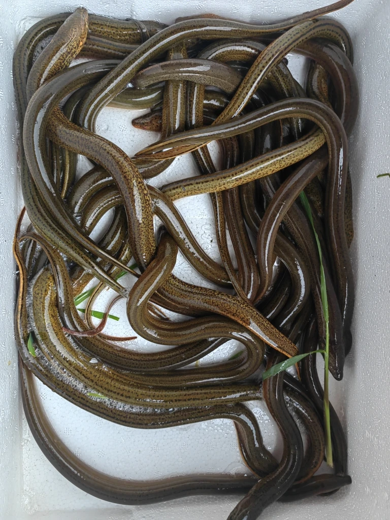 （鲜活）江南山区野盘龙鳝7钱左右（3斤装）顺丰发货