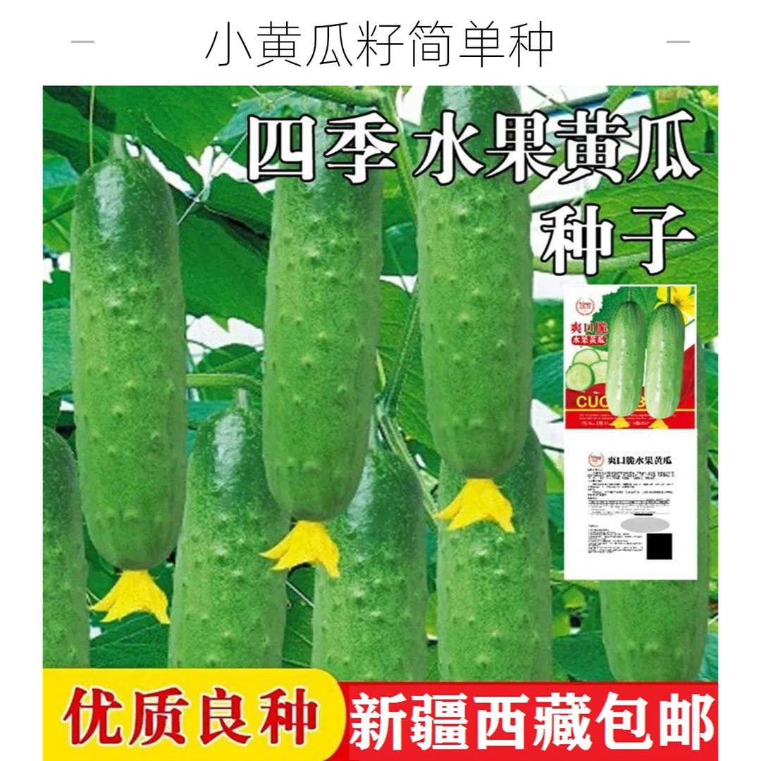 拍一发二【新疆包邮】水果小黄瓜种籽种子四季庭院简单种植