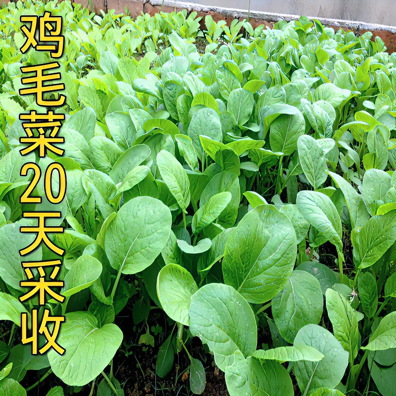 【新疆包邮】速生鸡毛菜种子蔬菜四季小白菜青菜阳台盆栽易种易活