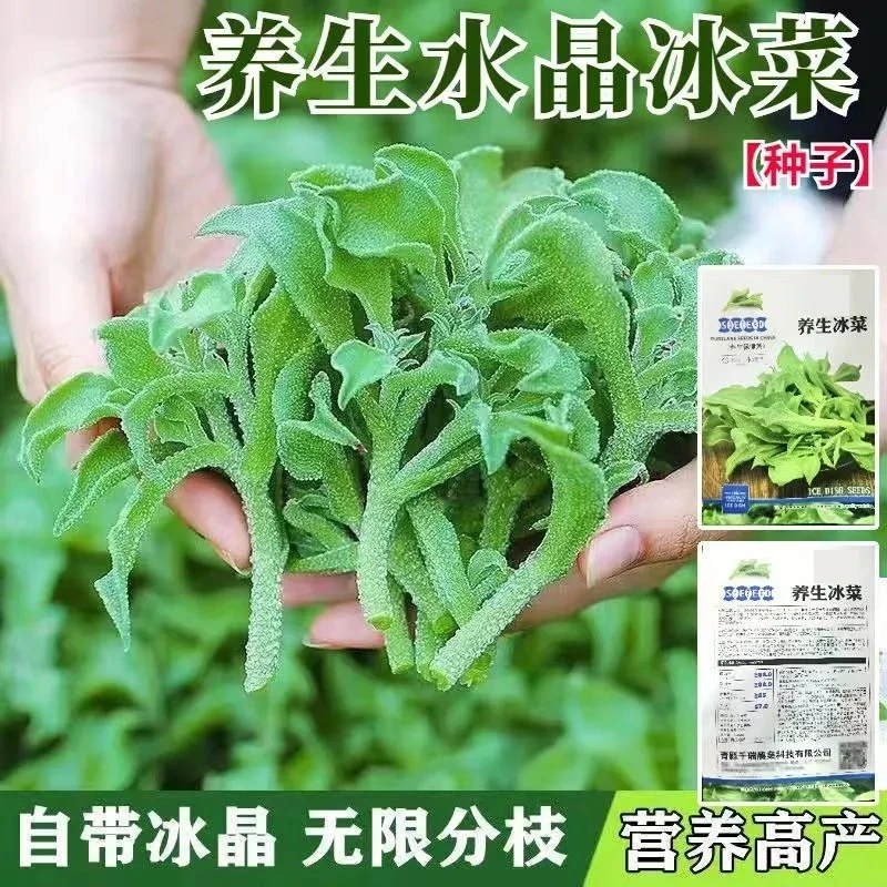 【新疆包邮】水晶冰菜阳种子四季播种使用花盆可种简单易种耐寒种植