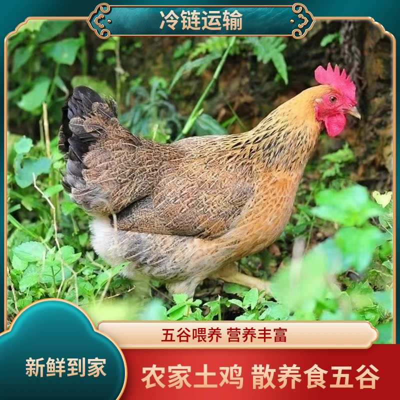 【大花专属】农家散养黄油老母鸡带心珍蛋花4只单只1.8-2斤