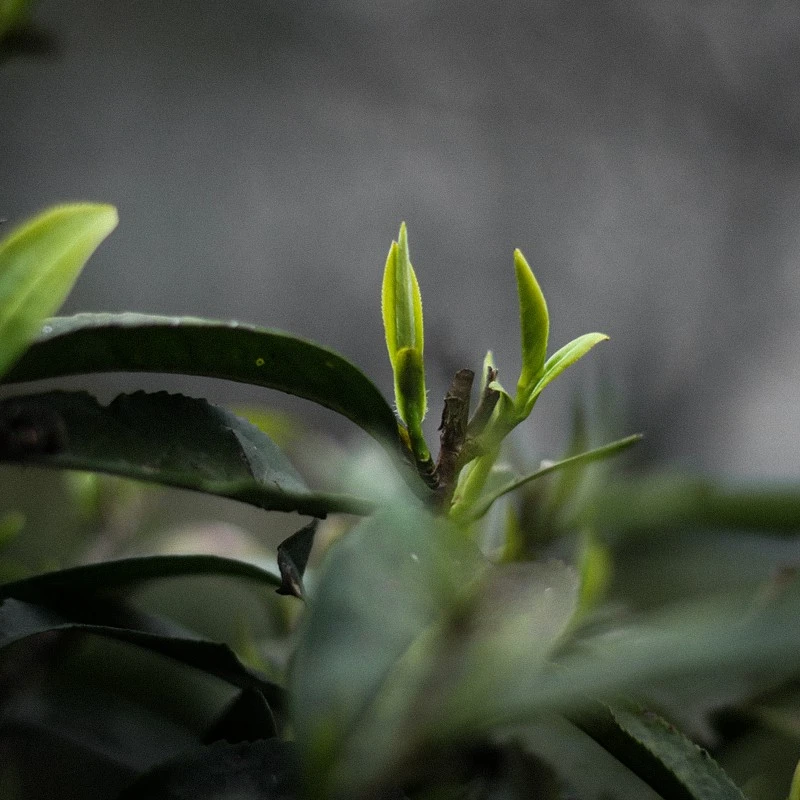 2025湄潭翠芽新茶   栗香型雀舌茶叶 明前特级嫩芽炒青绿茶