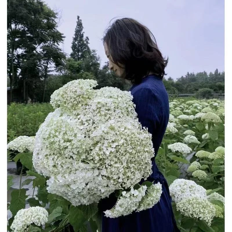 乔木绣球无敌贝拉安娜耐寒零下三十度南北方庭院阳台植物当年开花