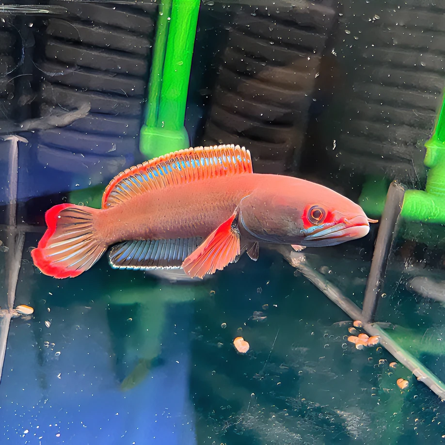 雷龙鱼直播间补差价专用链接