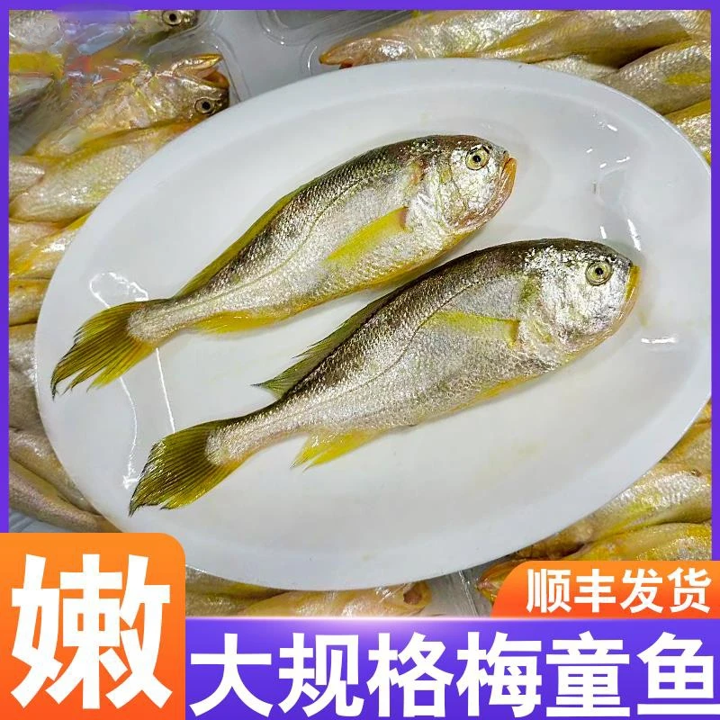 【直播间现拍链接】舟山小船网细眼梅童鱼大头宝三斤装