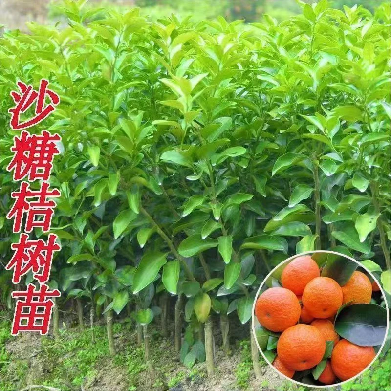 【金秋砂糖橘】正宗嫁接苗盆栽地栽南北种植果树苗耐寒苗