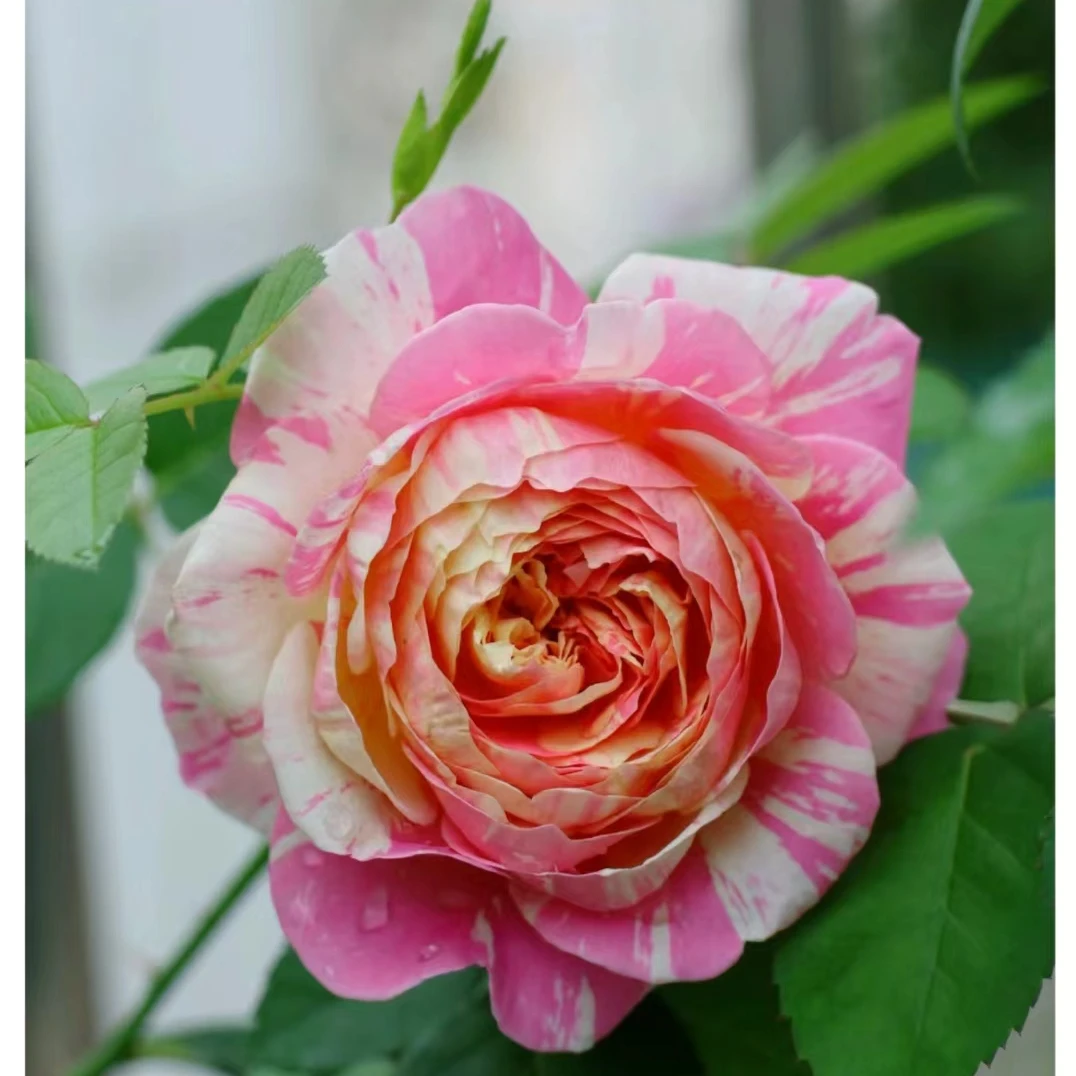 【莫奈】重瓣花型条纹浓香大花阳台盆栽