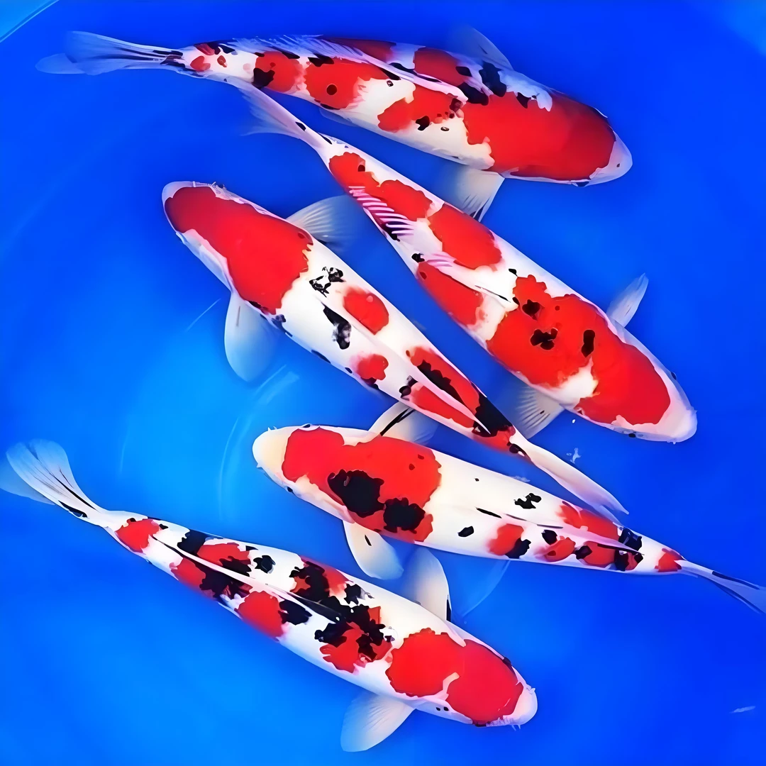 （包邮）红白大正各种锦鲤