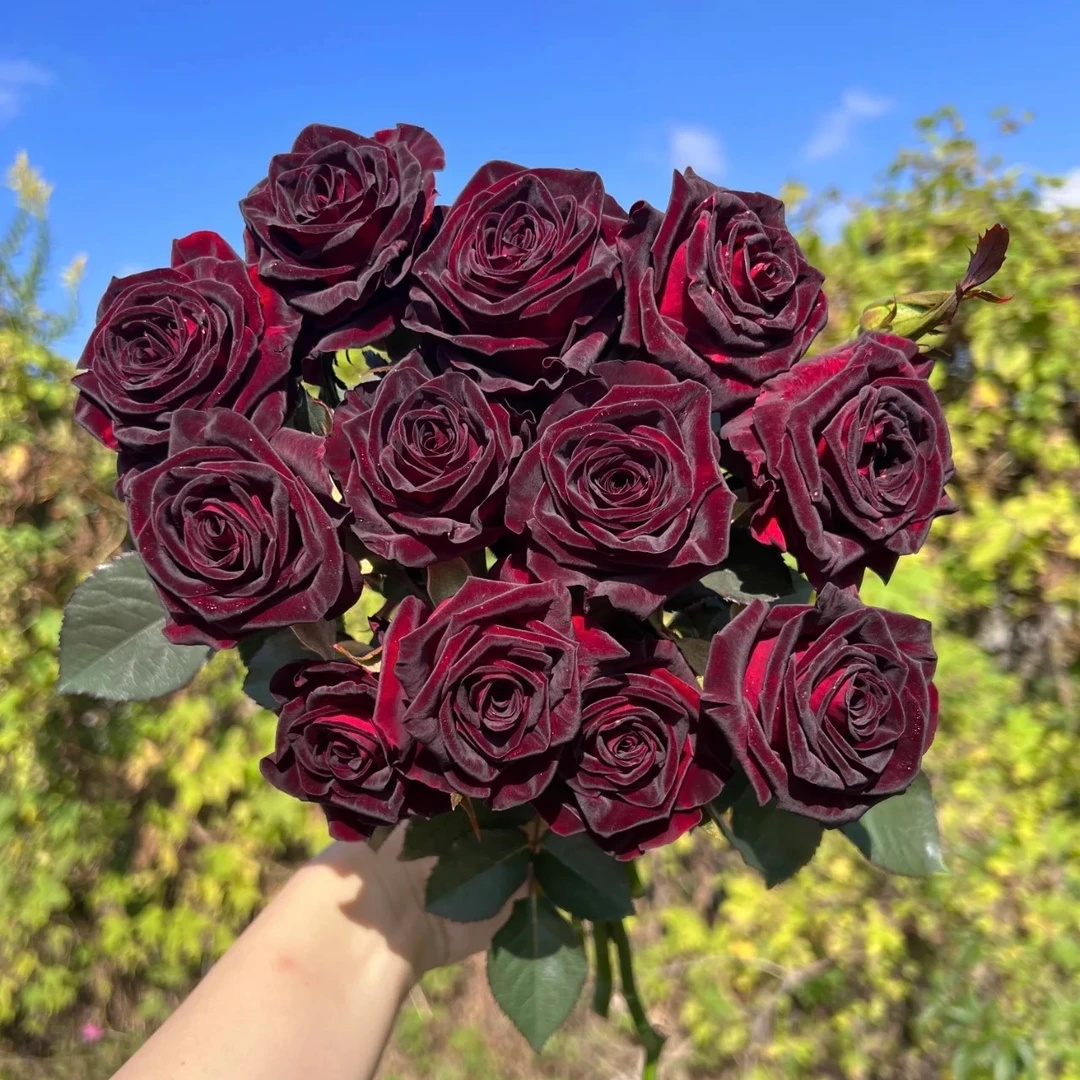 【坤哥专享】金鸿月季黑巴克粉木香保罗二世娜荷马胭脂扣玫瑰盆栽苗