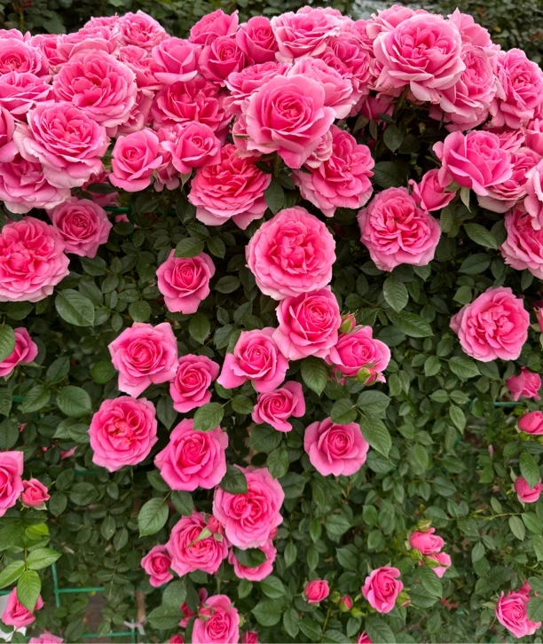 【嬉皮士星星】藤本月季丰花勤花多季节持续开花1-1.5m高度