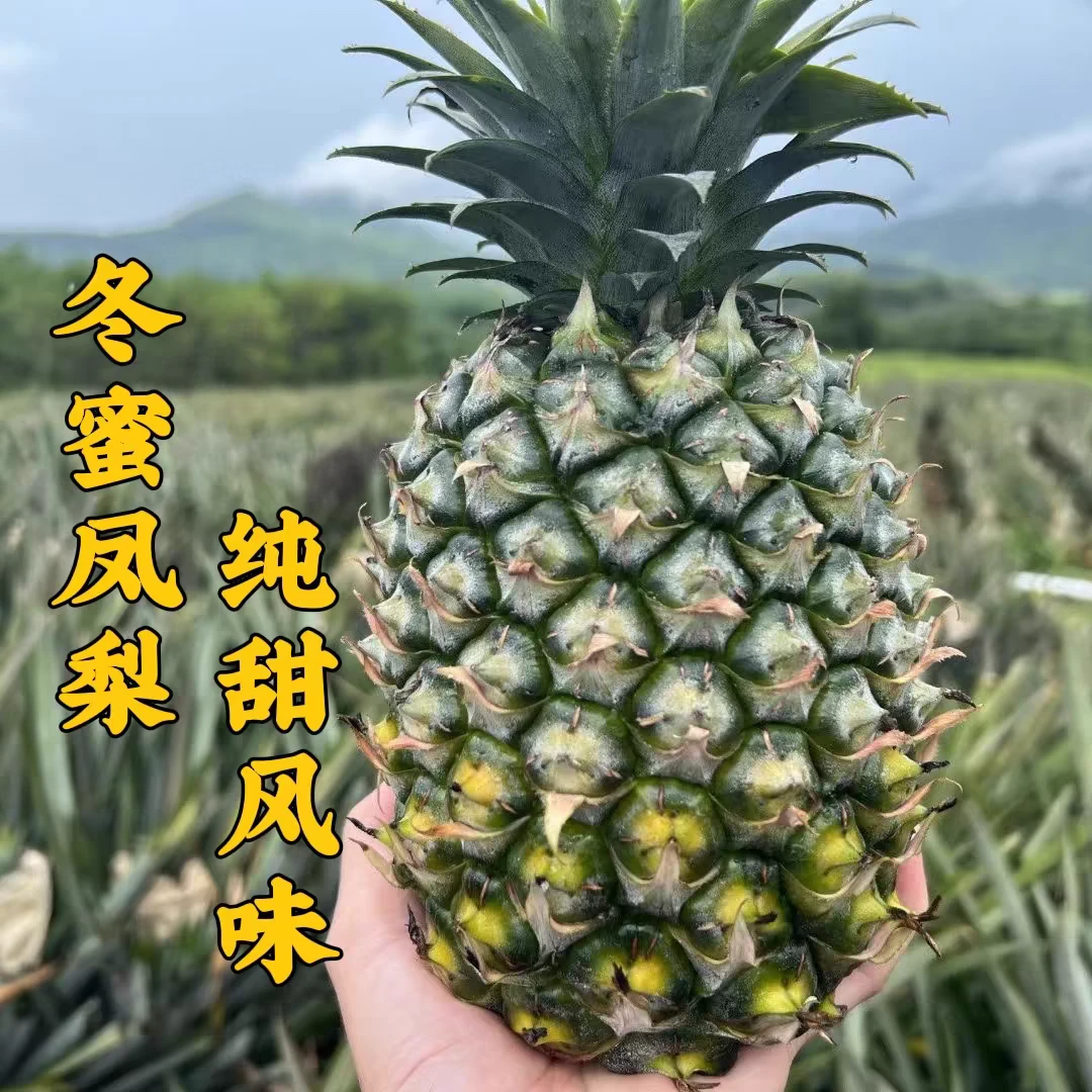 海南冬蜜凤梨绿皮发货暴甜不要放黄到货直接吃