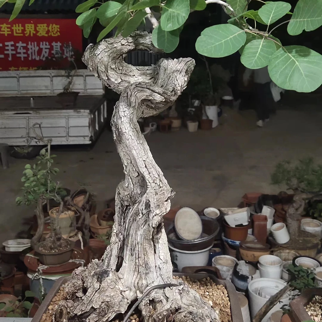 黄荆黄栌花皮榆盆景素材