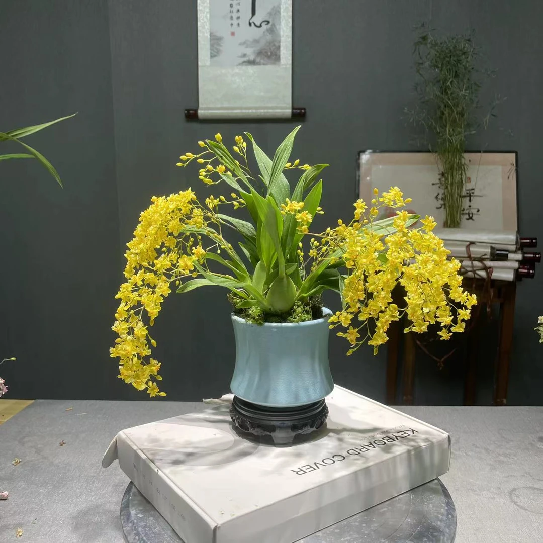 带花剑 浓香文心兰  带花苞 带陶瓷盆种好发货 室内茶桌绿植兰花