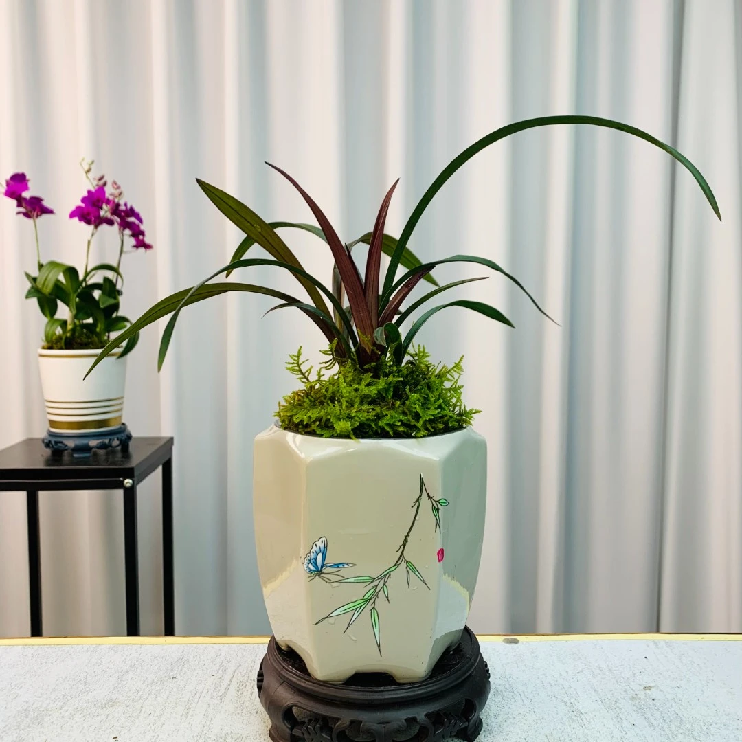 建兰铭品【红草红荷】一红两绿带陶瓷盆栽种好发货室内花卉绿植盆栽