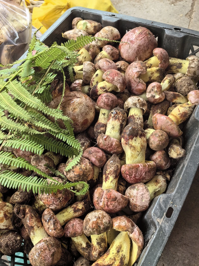 云南白葱红葱见手青黑牛肝黄牛肝野生菌油炸菌子油菌子