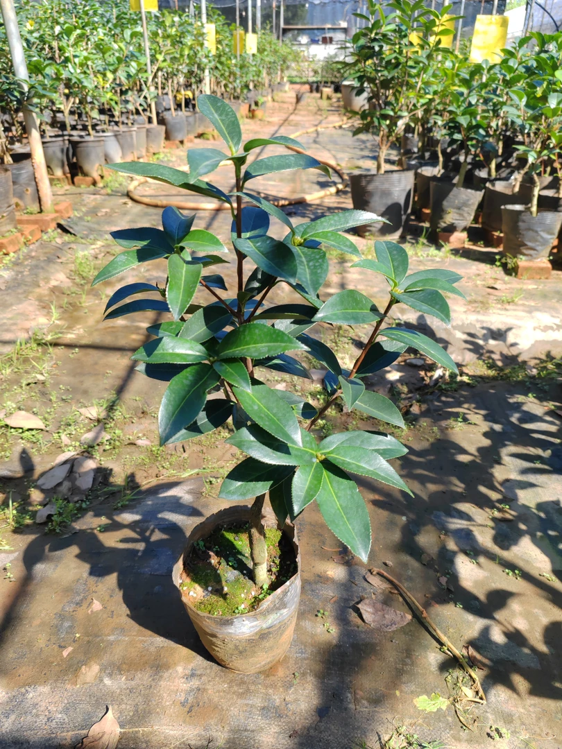 云南茶花,童子面
