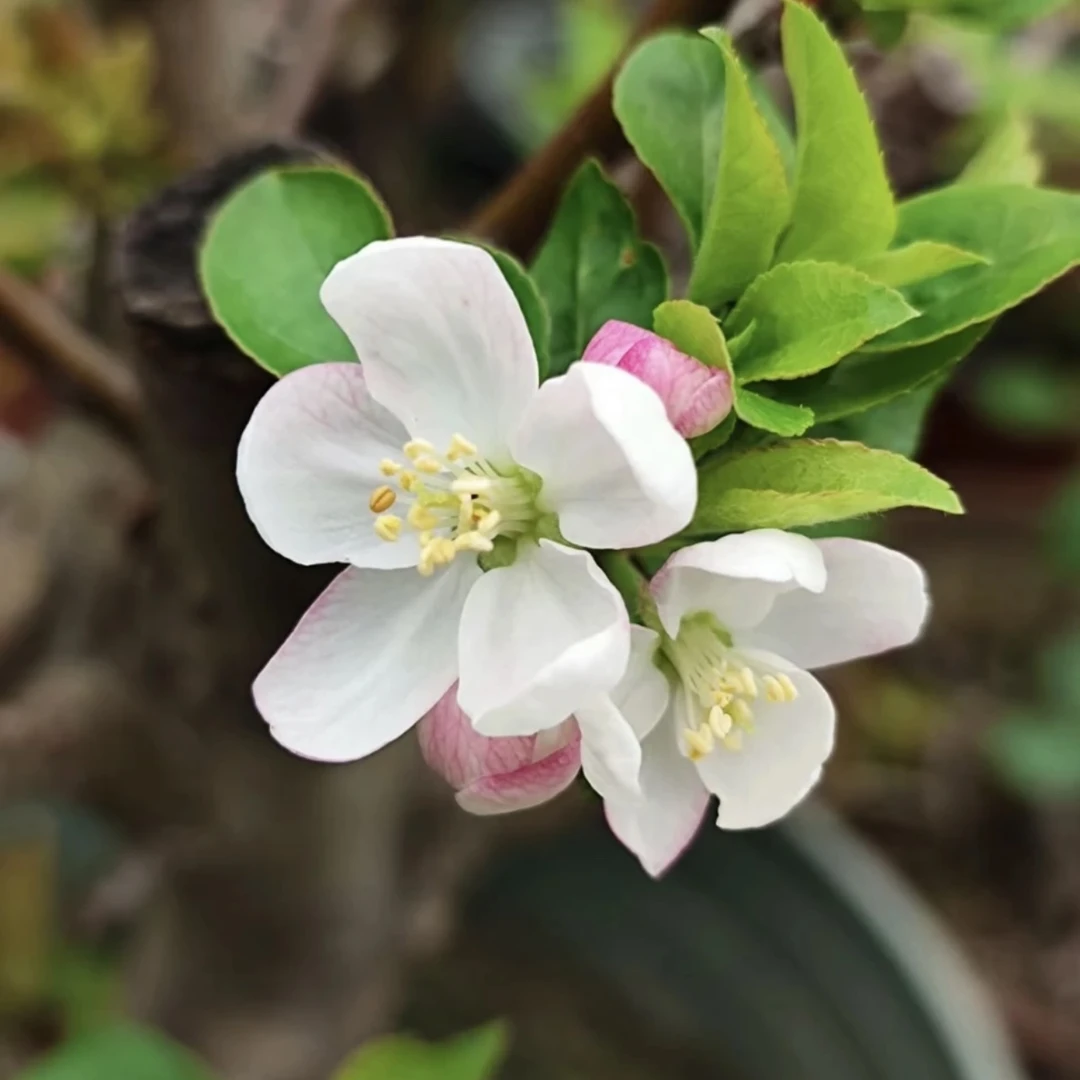 （绿宜馨）冬红果海棠开花结果