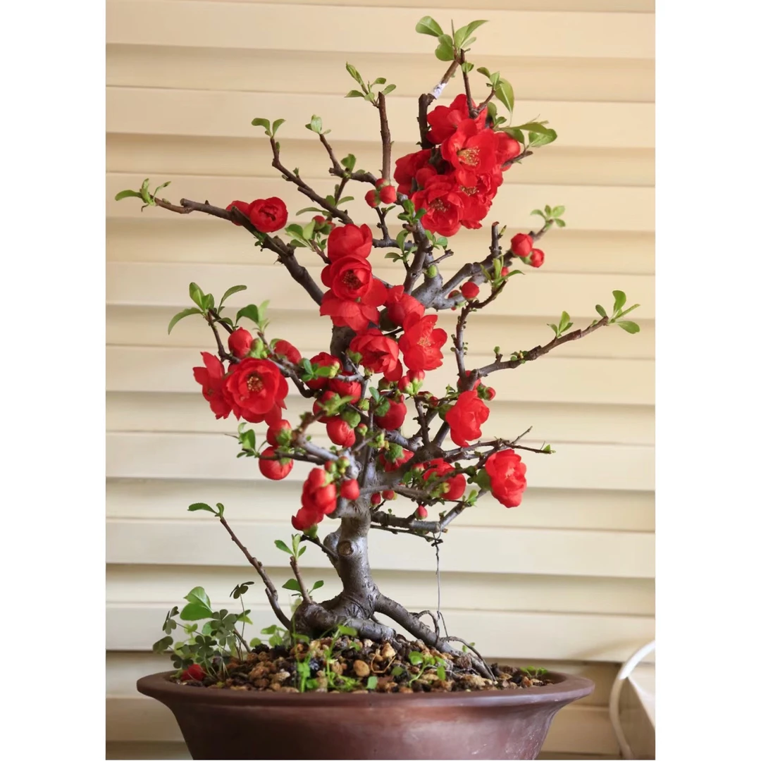 (绿宜馨)一物一拍海棠盆景10-100