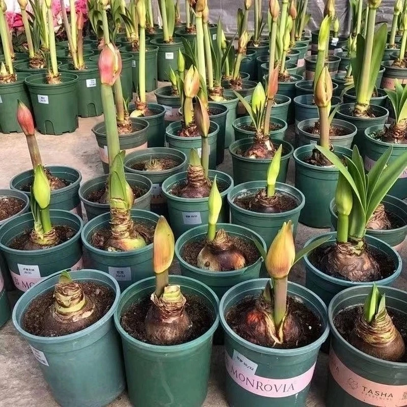 荷兰进口特大朱顶红种球重瓣大花球盆栽室内阳台花卉四季庭院植物