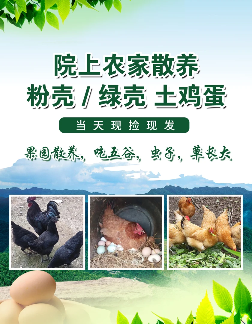 绿壳粉壳蛋混装50枚当天现捡现发粮食散养土鸡蛋