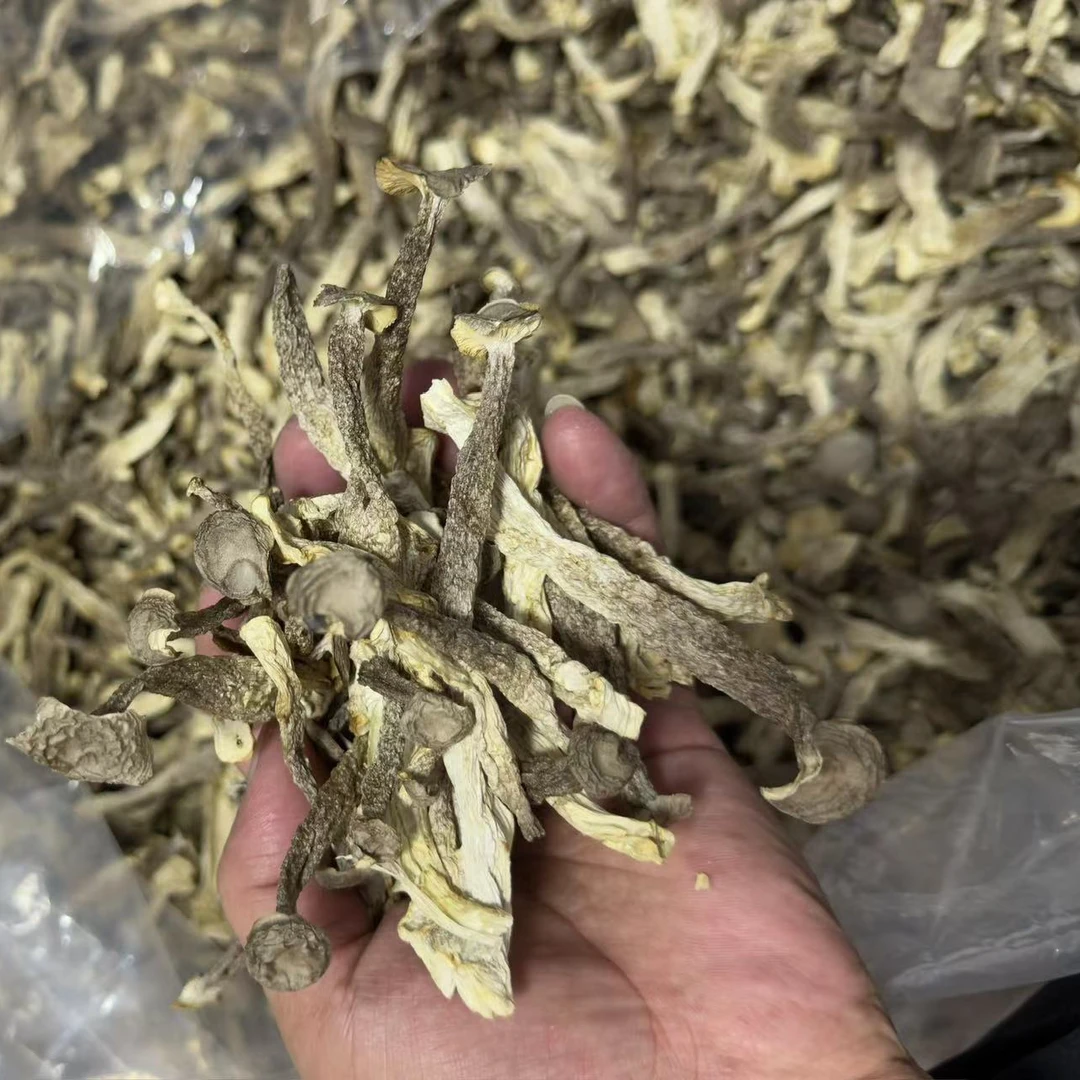 红姐精选嫩仔鹿茸菇食用菇