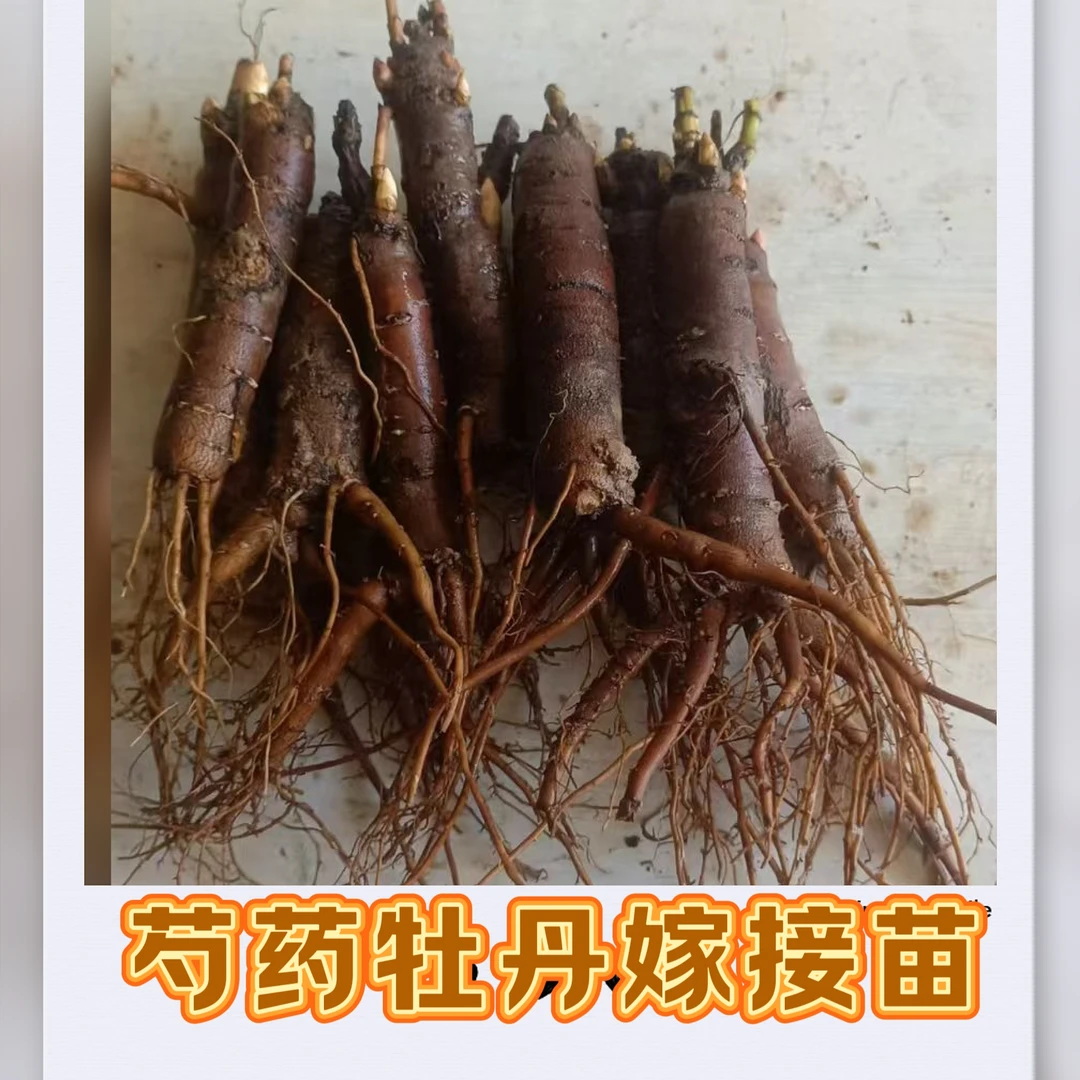 恒巢芍药嫁接苗牡丹嫁接专用砧木简单易活芍药花苗当年开花