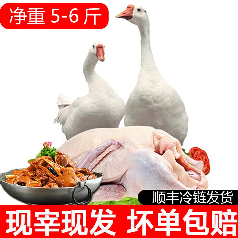 【买一送一】大白鹅 大鹅 杀后净重5-6斤含心肝肺鲜嫩