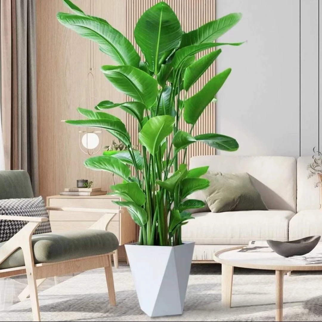 【景成花田】1.3-1.5米天堂鸟大型绿植客厅办公室好养懒人鹤望兰