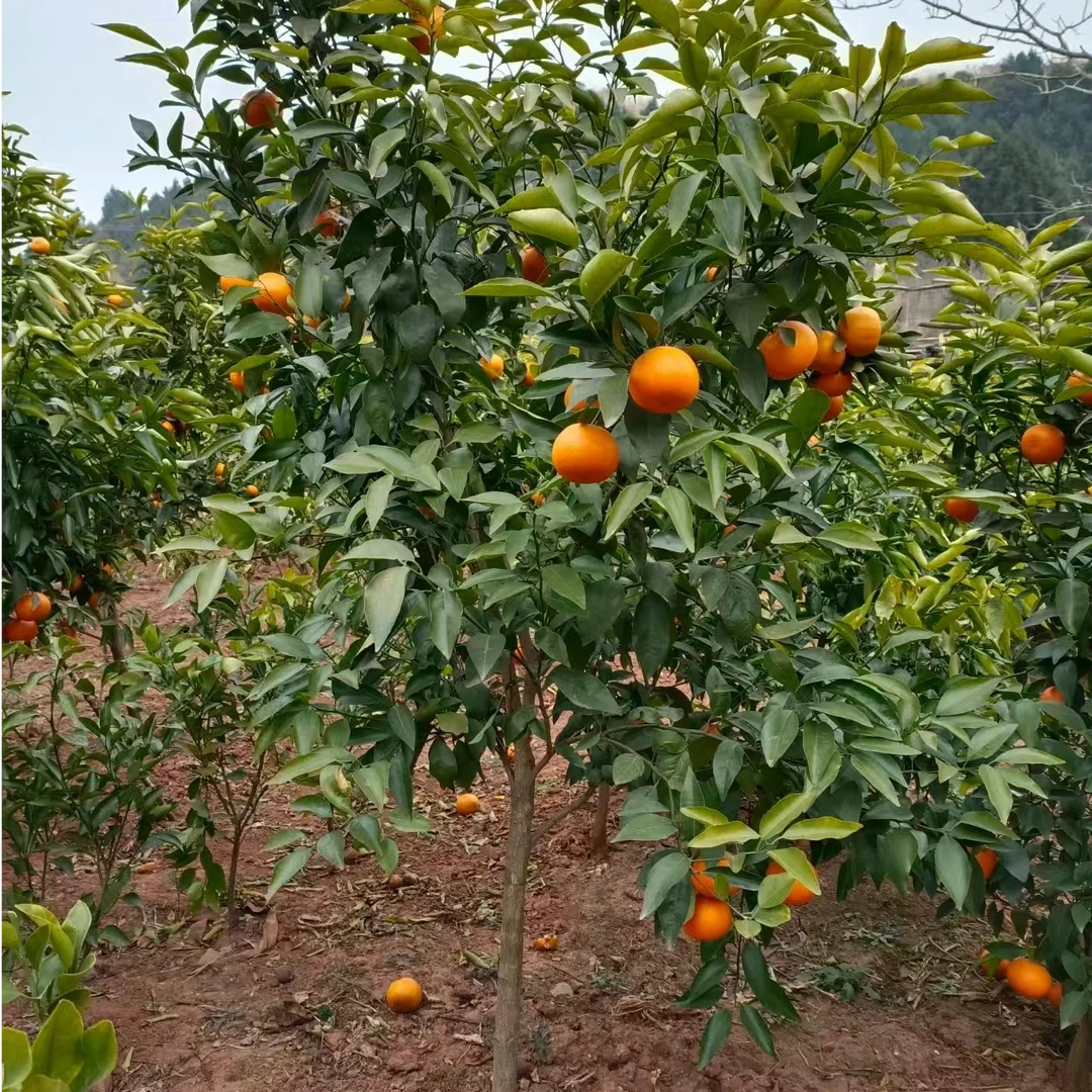 (有籽沃柑)嫁接苗南北庭院地栽盆栽绿植