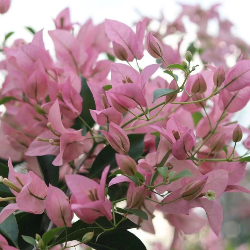 （稀品婆罗洲樱花）原生三角梅图片参考，实物为准（带养殖说明书）