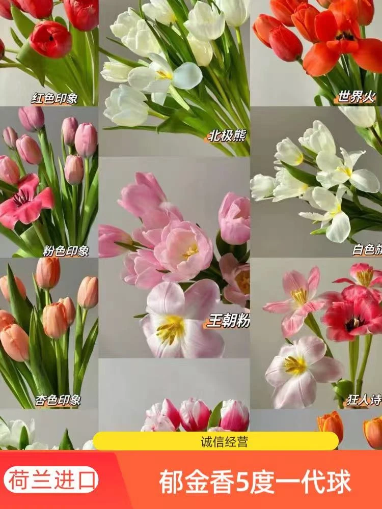 【包对版】郁金香花卉种球水培土培大球盆栽冬季耐寒阳台庭院花卉