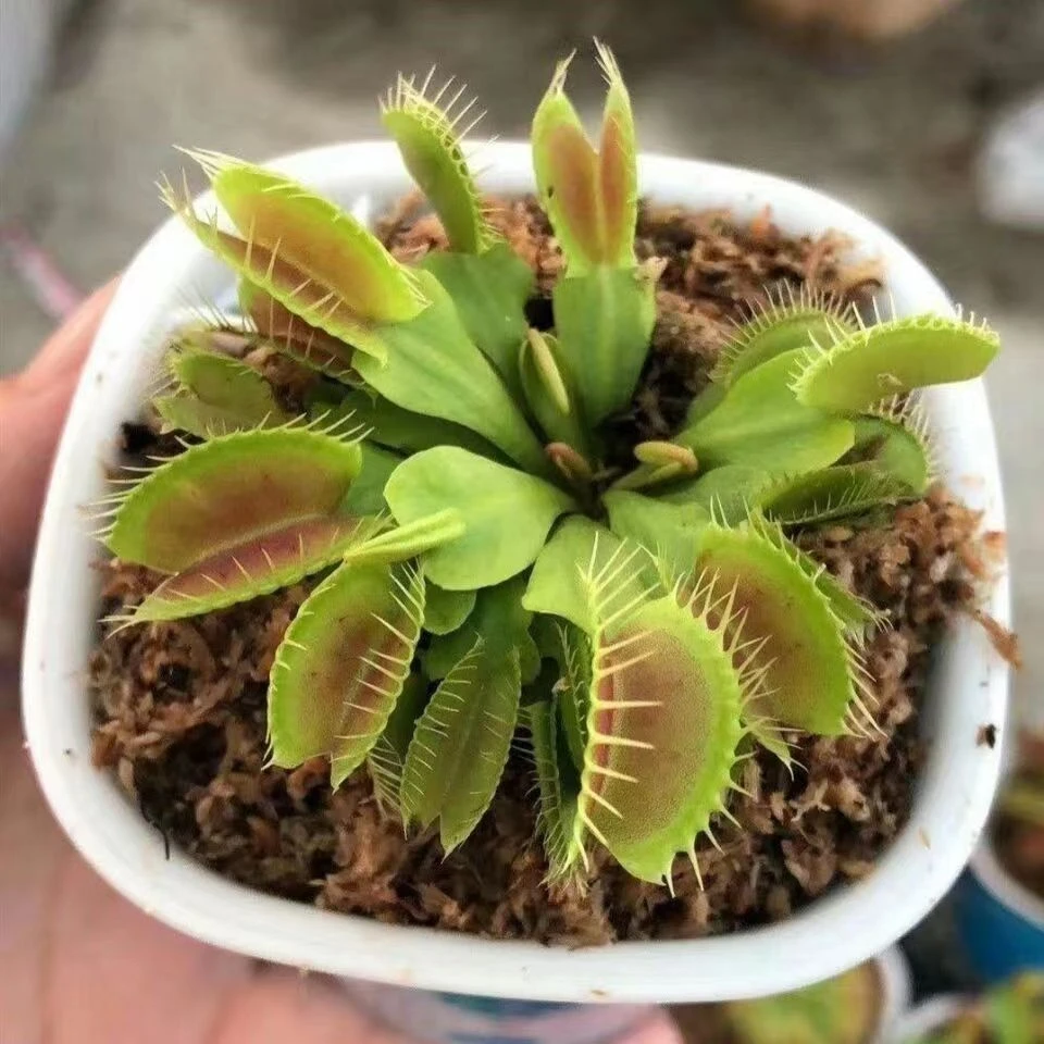 捕蝇草猪笼草食食人花驱蚊草捕蚊草食蚊草超大懒人盆栽