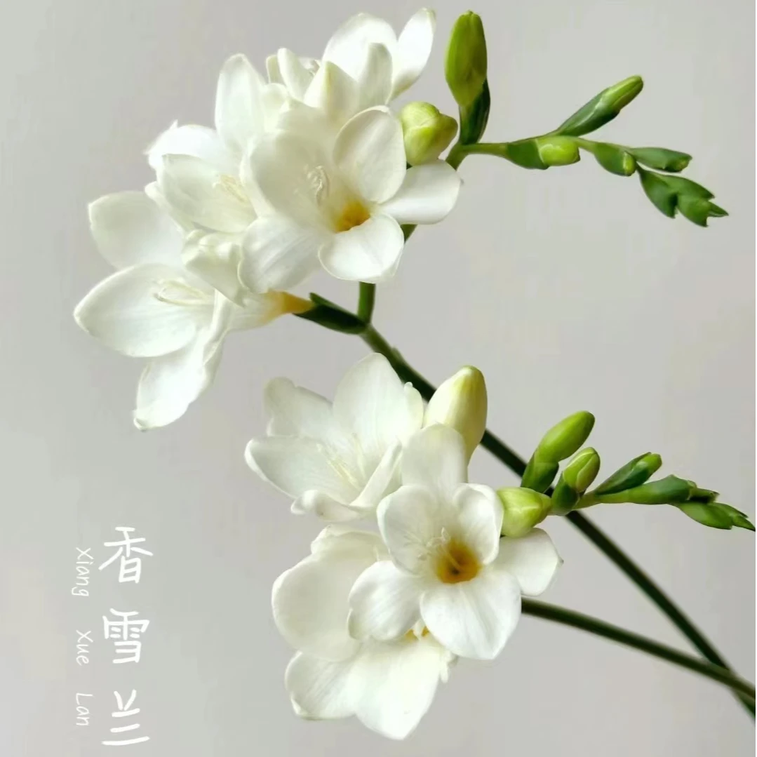 【买10送10】香雪兰重瓣花卉种球盆栽室内外阳台好养耐寒植物花卉