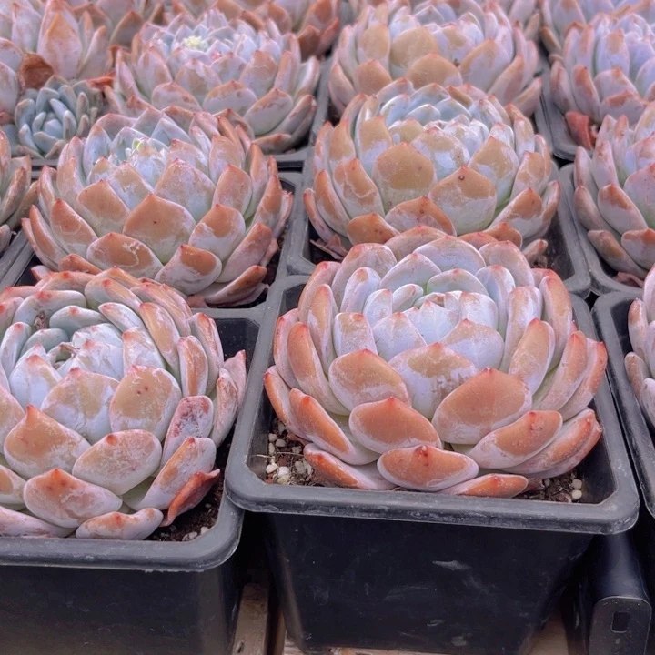 紫皮星影多肉植物