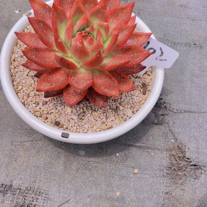 102号超弗多肉植物