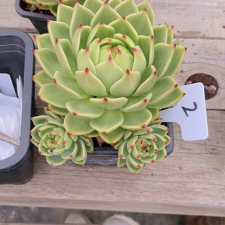 2号蓝龙多肉植物