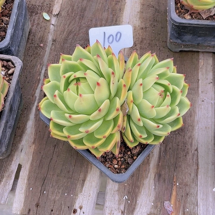 100号蓝龙多肉植物