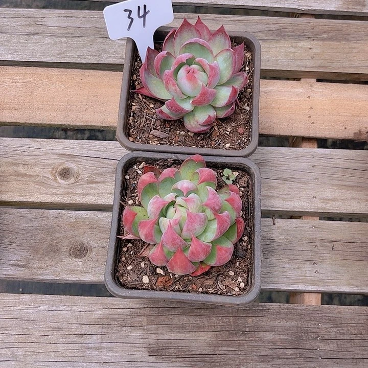 34号两颗惊鸿仙子