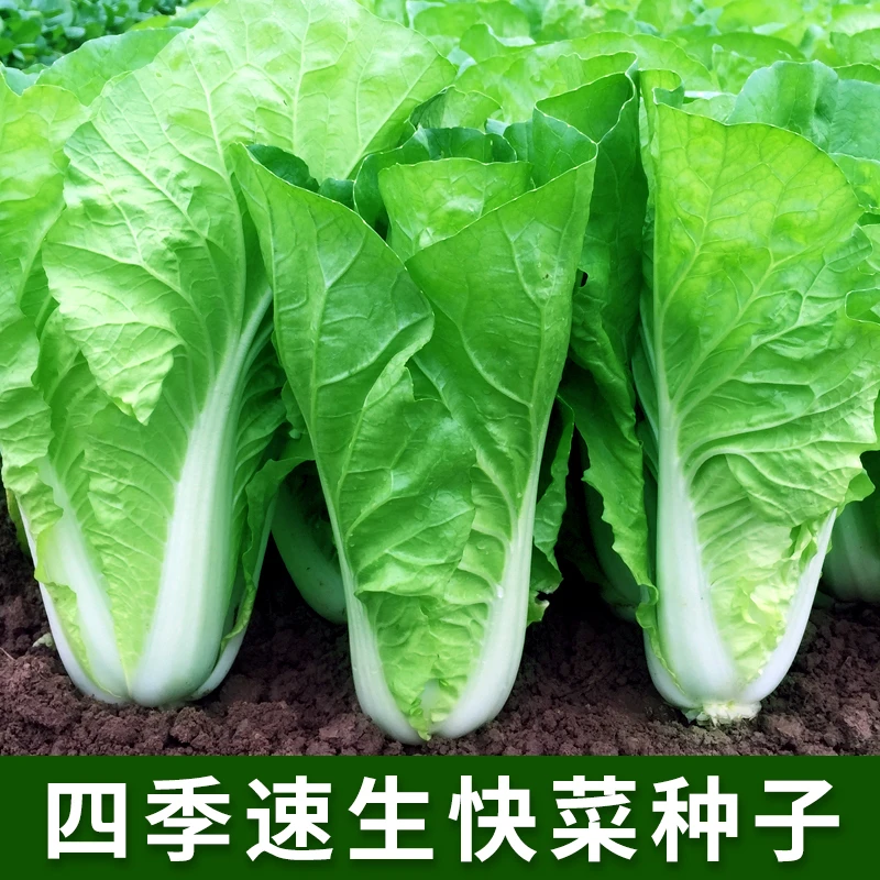 【满5包包邮】速生快菜小白菜籽四季小白菜春秋冬季青蔬菜种籽大全