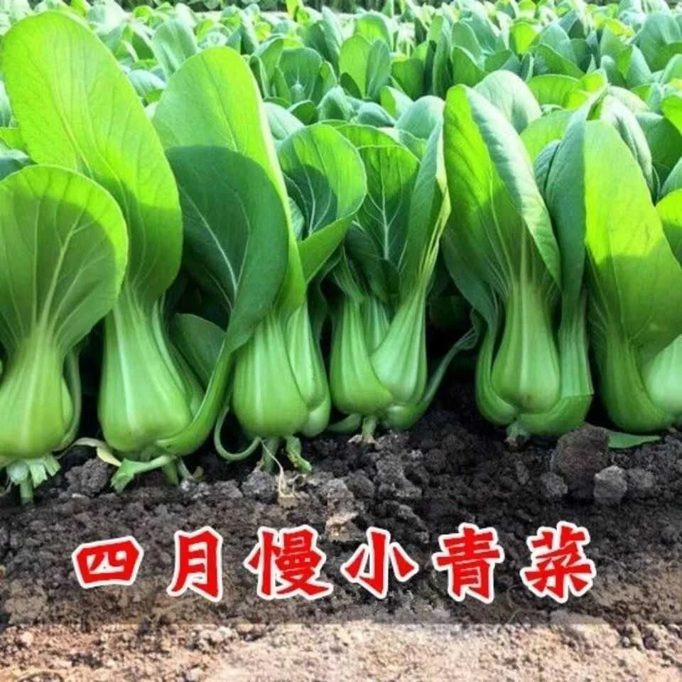【满5包包邮】四月慢青菜种子上海青青菜种籽四月慢青菜籽油菜种籽
