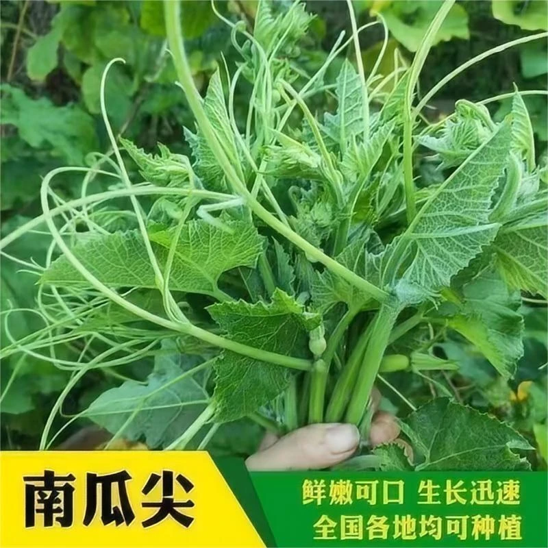 【满5包包邮】南瓜苗尖种子专吃藤茎嫩叶阳台盆栽田园特色好吃