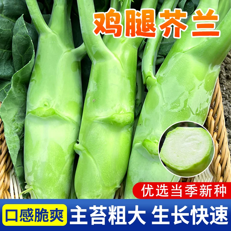 【满5包包邮】甜脆鸡腿芥兰种子广东粗条芥兰种籽高产春四季阳台盆