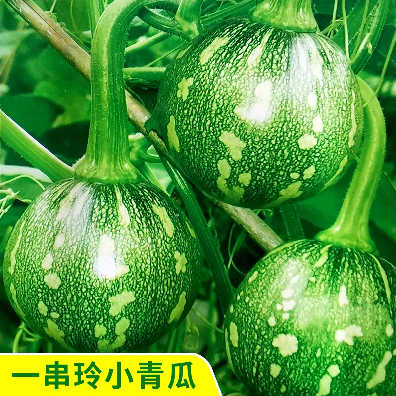 【满5包包邮】早一串铃南瓜种种子阳台高产早熟小南瓜籽四季庭院种