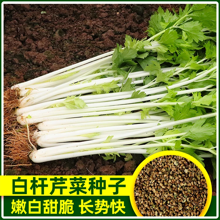 【满5元包邮】白根小香芹种子芹菜种籽农家水芹菜春季盆栽蔬菜种子