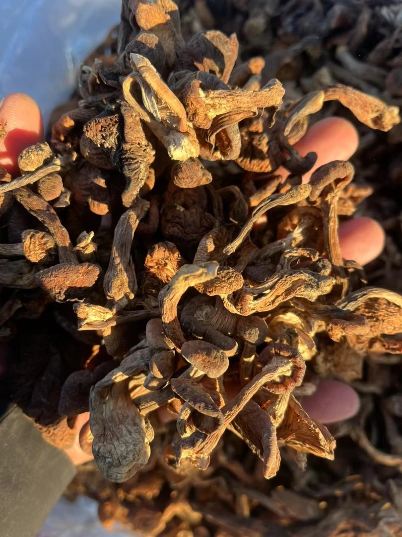 长白山特产野生榛蘑